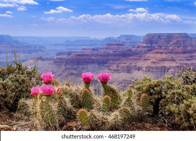 Prickly Pear Cactus Blooms serenely on the rim of the Grand Canyon.
