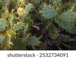 Prickly pear cactus with bright purple fruits and long yellow spines in a desert environment.