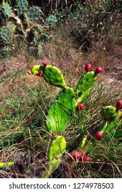 Prickly Pear Cactus, Caladesi Island State Park, Hiking Trail