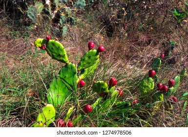 Prickly Pear Cactus, Caladesi Island State Park, Hiking Trail