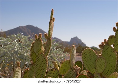 Prickly Pear Cactus and Camelback Mountain
