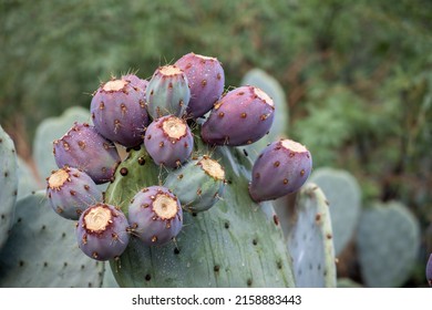 A Prickly pear cactus close up with fruit in red color, cactus spines