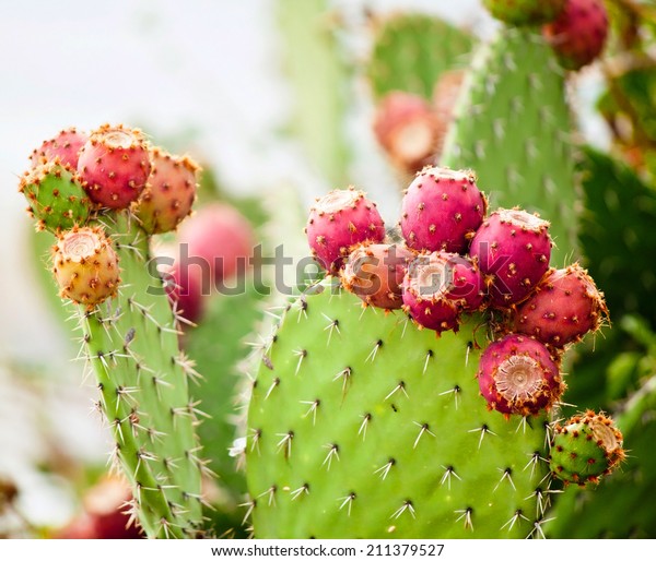 Prickly pear cactus close up with fruit in red\
color, cactus spines.