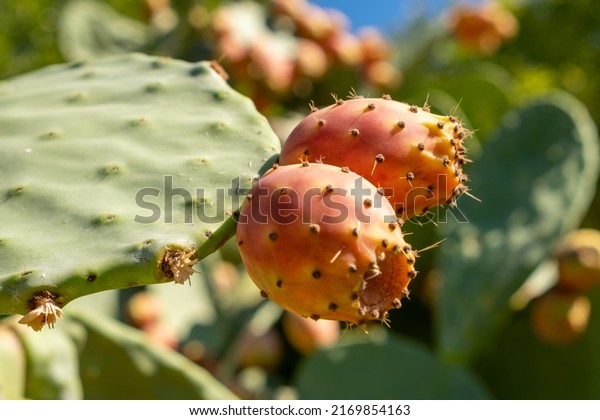 Prickly pear cactus close up with fruit in red\
color, cactus spines.