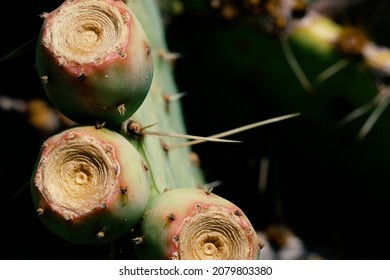 Prickly Pear Cactus Close Up In Texas Nature, Native Plant.