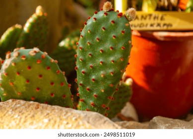 Prickly Pear Cactus Close-up in Rustic Garden Setting. Vibrant Green Opuntia Pads with Red Glochids Nestled Among Terra Cotta Pots