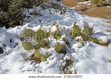 Prickly Pear Cactus Enduring a Spring Snow in Joshua Tree National Park in California