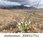 prickly pear cactus in the Franklin Mountains