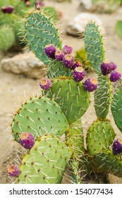 Prickly pear cactus with fruit in purple color, cactus spines.