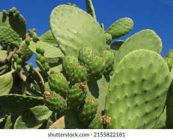Prickly pear cactus with green fruits on blue sky background. Green opuntia cactus (ficus indica, Indian fig opuntia), flat pads leaves. Green cactus leaves with fruits. Balearic Islands, Spain.