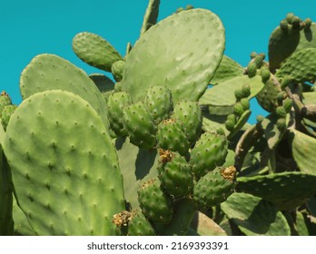 Prickly pear cactus with green fruits on blue sky background. Green opuntia cactus (ficus indica, Indian fig opuntia), flat pads leaves. Green cactus leaves with edible fruits. Balearic Islands, Spain