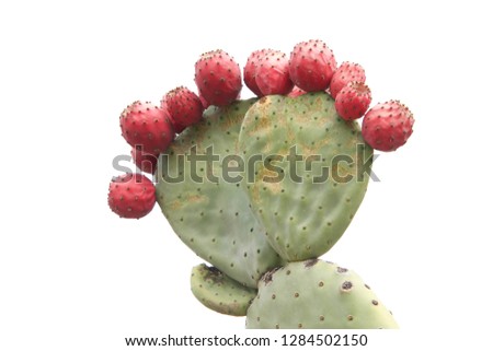 Prickly pear cactus with many fruit isolated on a white background.
