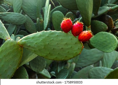Prickly pear cactus (Opuntia ficus-indica) with red fruits. 