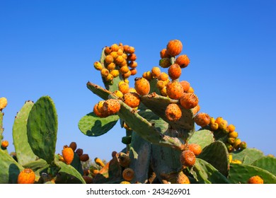 Tuna Fruta Images Stock Photos Vectors Shutterstock