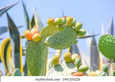 A prickly pear cactus with orange and green cactus fruit