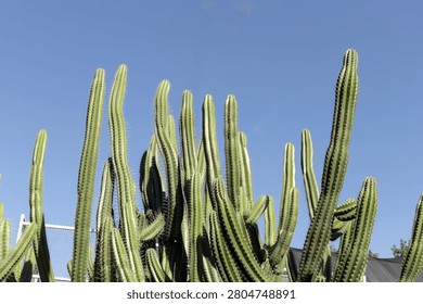 Prickly pear cactus pads with sharp thorns against a clear blue sky.