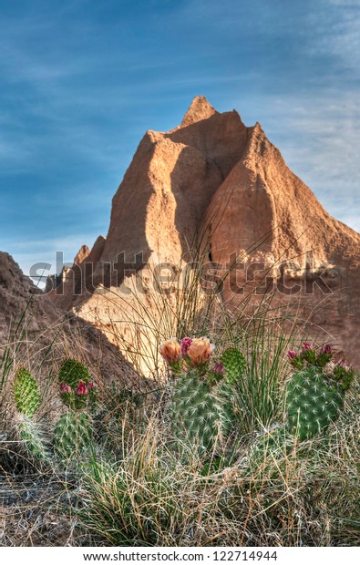 Prickly Pear Cactus Peaks Badlands National Stock Photo Edit Now 122714944