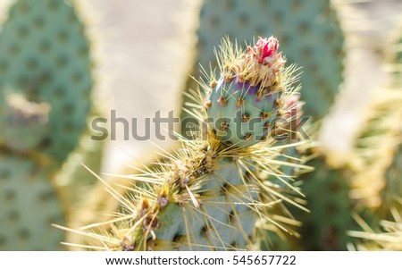 Prickly Pear Cactus with Pink Flower in Golden Desert Sun