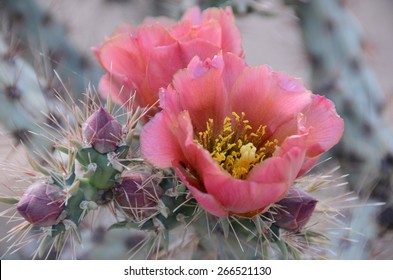 Prickly Pear Cactus with Pink Flowers