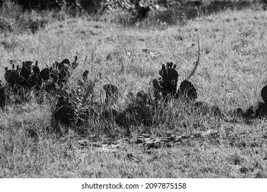 Prickly Pear Cactus In Rural Texas Field, Native Plant.