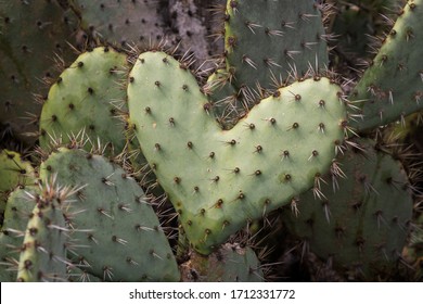 A Prickly Pear cactus shaped like a heart