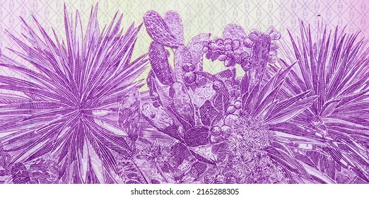 Prickly Pear Cactus and Sisal (Agave sisalana). Portrait from Madagascar 1000 Ariary = 5000 Francs 2004 Banknotes.