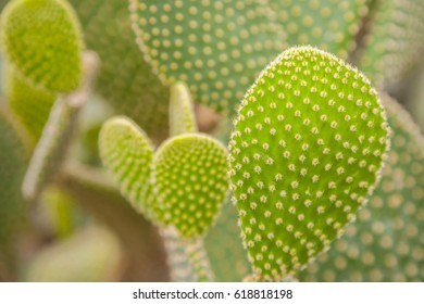 Prickly Pear Cactus Cactus Spines Stock Photo 618818198 | Shutterstock