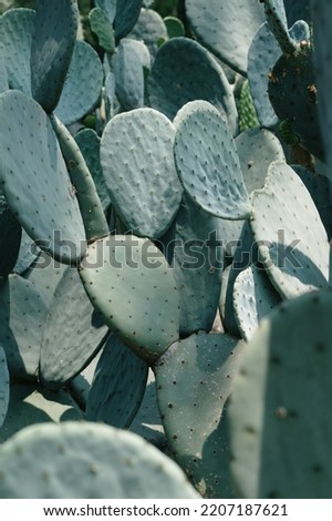 Prickly Pear cactus texture background - Opuntia humifusa or devil's-tongue, Eastern prickly pear, Indian fig