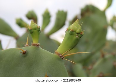 Prickly Pear Cactus Or Pear Cactus Tuna Sabra Nopal