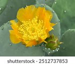 prickly pear cactus yelloq flower and bud