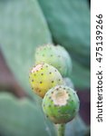 Prickly pear close up