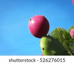 Prickly Pear Close-Up