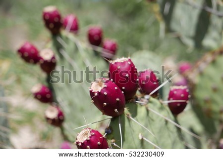 Image, Stock Photo prickly pears Fruit Nature