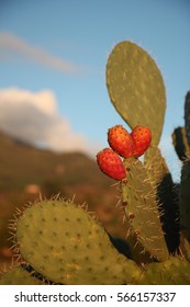 Prickly pear on the background of the setting sun