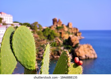 Prickly Pear On The Coast Near Cefalù Sicily