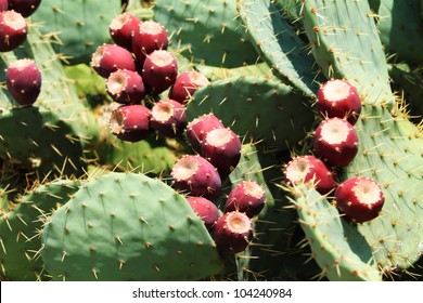 1,074 Prickly pear cacti pads Images, Stock Photos & Vectors | Shutterstock