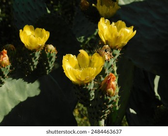 Prickly pear or opuntia yellow flowers and a honey bee - Powered by Shutterstock