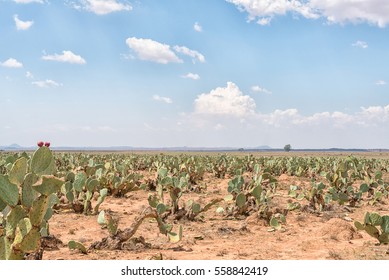 A Prickly Pear Orchard On A Farm Near Jagersfontein, A Diamond Mining Town In The Free State Province Of South Africa