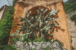 The Prickly Pear Plant Over An Arch. A Beautiful Prickly Pear Cactus On A Stony Background.