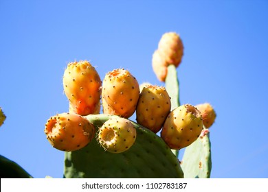 Prickly pears, Cactaceae