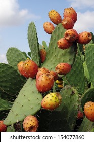 Prickly pears, Opuntia ficus-indica, also known as Indian figs, opuntia, barbary figs, and cactus pears. Photo taken in Sicily, Italy, where this fruit is known as fico d'india. - Shutterstock ID 154077860