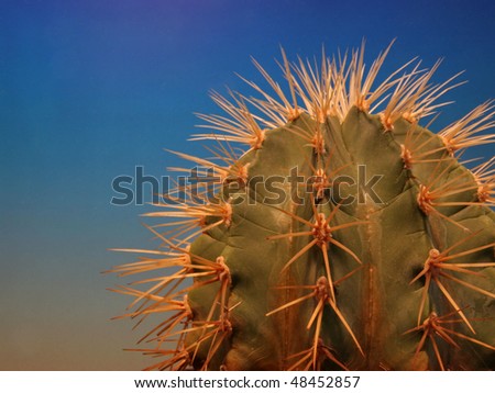Prickly plant