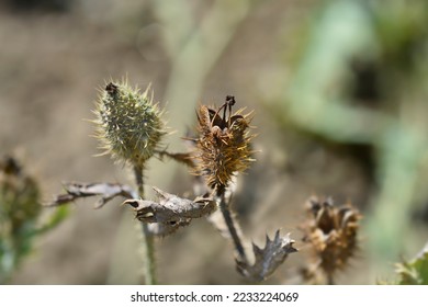 Prickly Poppy seed capsules - Latin name - Argemone platyceras