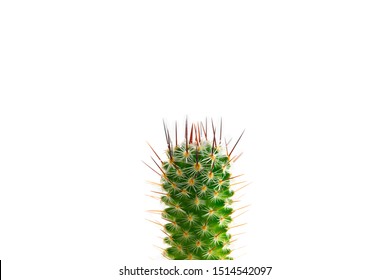 Prickly prick. Cactus head section with needles pointing up, isolated on white. Mammillaria species cactus.
