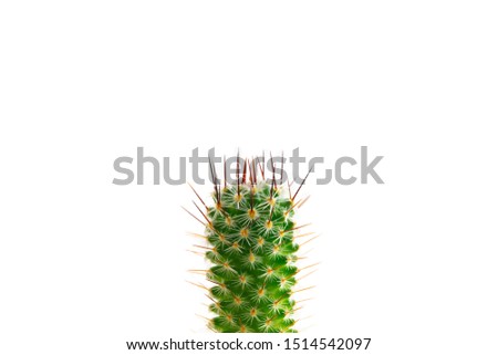 Prickly prick. Cactus head section with needles pointing up, isolated on white. Mammillaria species cactus.