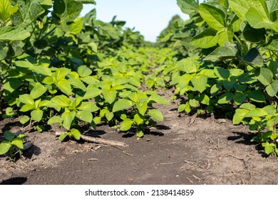 Prickly Sida, Teaweed, growing in soybean field. Weed control, herbicide application, and agriculture concept. - Shutterstock ID 2138414859