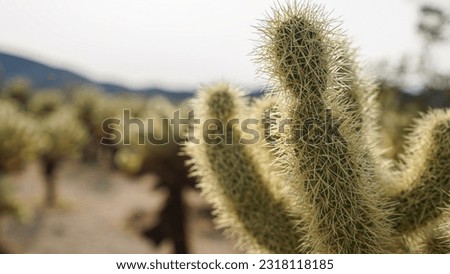 Prickly Teddy Bear Cholla Cactus in Joshua Tree National Park