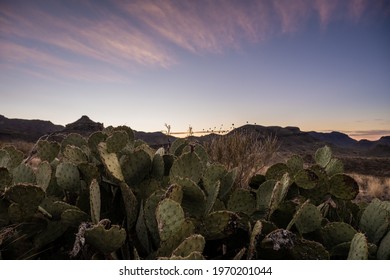 Pricklypear And Sunrise In Big Bend National Park