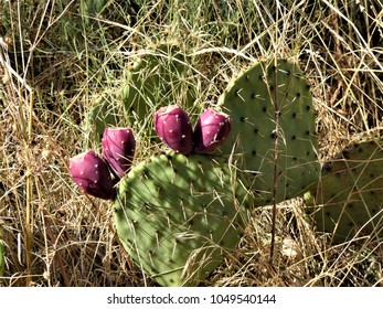 pricky pears on cactus