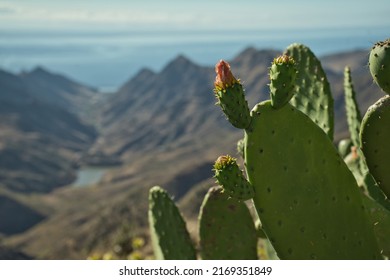 Pricly pear, also known as Fig optunia, Barbary fig, Indian fig opuntia, Spineless cactus on a blurred background and copy space.